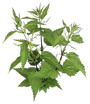 nettle